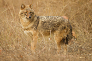 jackal